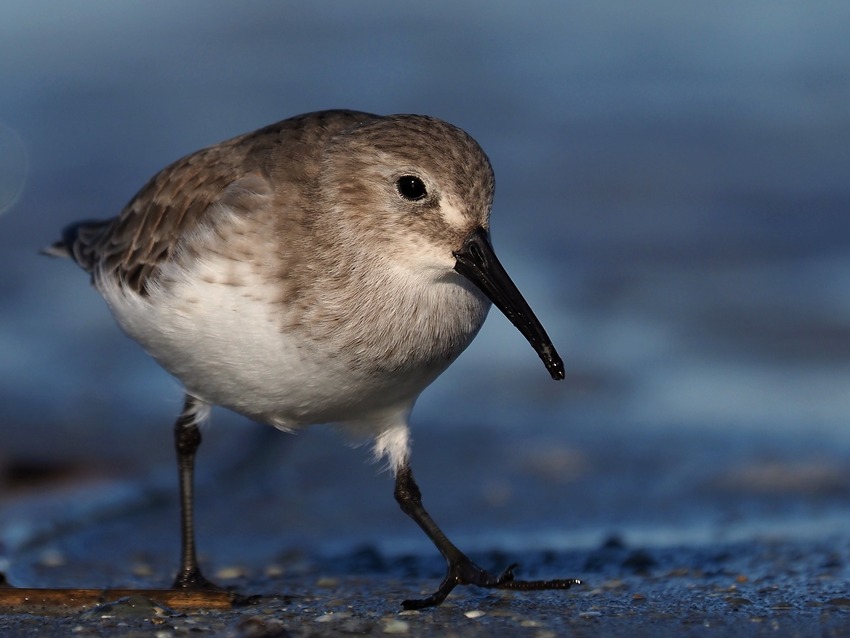 Piovanello pancianera  (Calidris alpina)